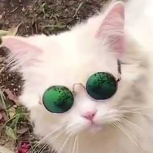 Meet your Posher, Alexander